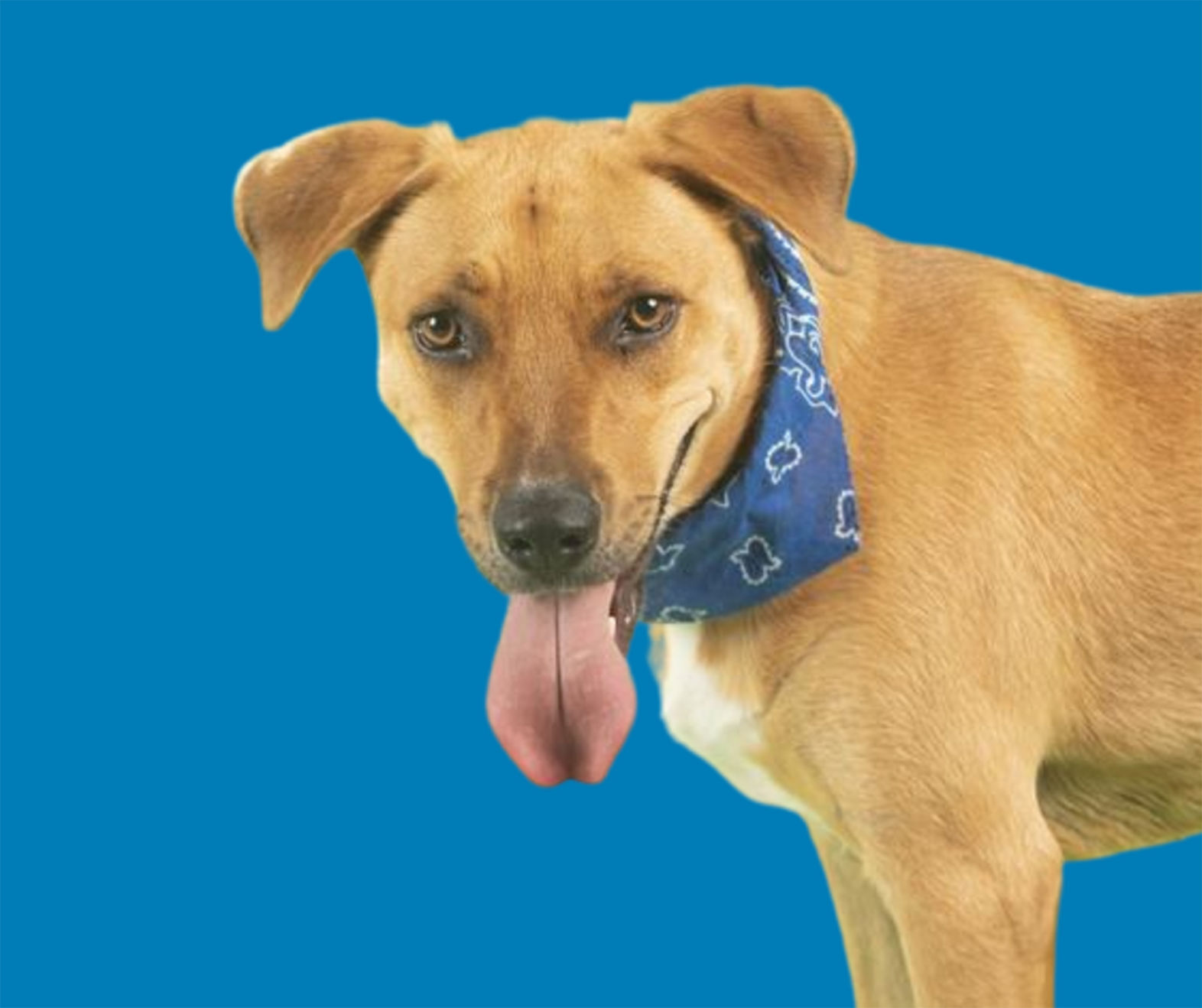 Pet of the week: Maverick